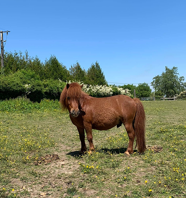 CENTRE EQUESTRE à Genainville